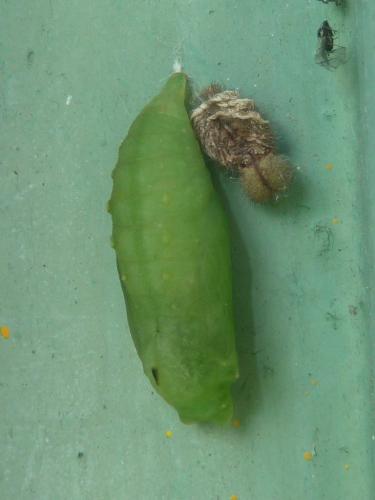 Lasiommata maera